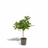 Ficus Benghalensis - H75cm, ø21cm - Grande Plante D'intérieur -Einhell Boutique 7f551ab0c884cf3a