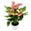 Fleur Flamant Rose - Anthurium Andreanum - Anthurium - Pot 14cm - Fleurs Multicolores - Livium -Einhell Boutique 80696dbaf2fb17d0