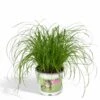 Herbe à Chat - H20cm, ø12cm - Plante D'intérieur -Einhell Boutique 812e1731a220e772