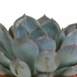 Echeveria Et Leurs Caches-pots Terracotta, Box De 3 Plantes - H12cm, ø9,5cm - Plantes D'intérieur -Einhell Boutique 820632fa87eaa260