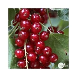 Groseillier à Grappes 'Jonkheer Van Tets' Bio: Pot 1,5 Litres