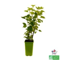 Groseillier à Grappes 'Jonkheer Van Tets' Bio: Pot 1,5 Litres -Einhell Boutique 827044 004