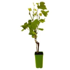 Vigne 'Seyval Blanc' AB - Pot 1,5 L -Einhell Boutique 827056 004