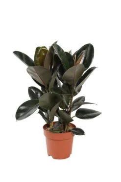 Ficus Elastica 'Abidjan': D.24xh.75cm -Einhell Boutique 827090 001