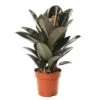 Ficus Elastica 'Abidjan': D.24xh.75cm -Einhell Boutique 827090 002