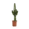 Euphorbia Erythrea : Pot D19 X H80cm -Einhell Boutique 827295 001