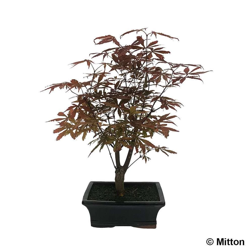 Acer Palmatum 'Atropurpureum' 8/9 D'âge 3 Acer Palmatum 'Atropurpureum' 8/9 D'âge