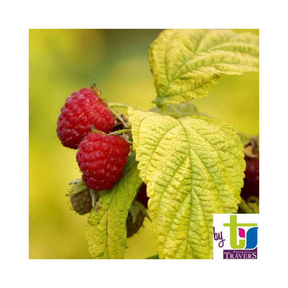 Framboisier Groovy®'Jdeboer005':pot 5L 3 Framboisier Groovy®'Jdeboer005':pot 5L