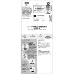 Figuier 'Madeleine Des 2 Saisons':pot 5L -Einhell Boutique 831275 002