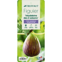 Figuier 'Madeleine Des 2 Saisons':pot 5L -Einhell Boutique 831275 1432960