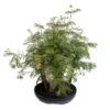 Bonsaï D'extérieur Avec Soucoupe, 10/12 Ans -Einhell Boutique 840866 001