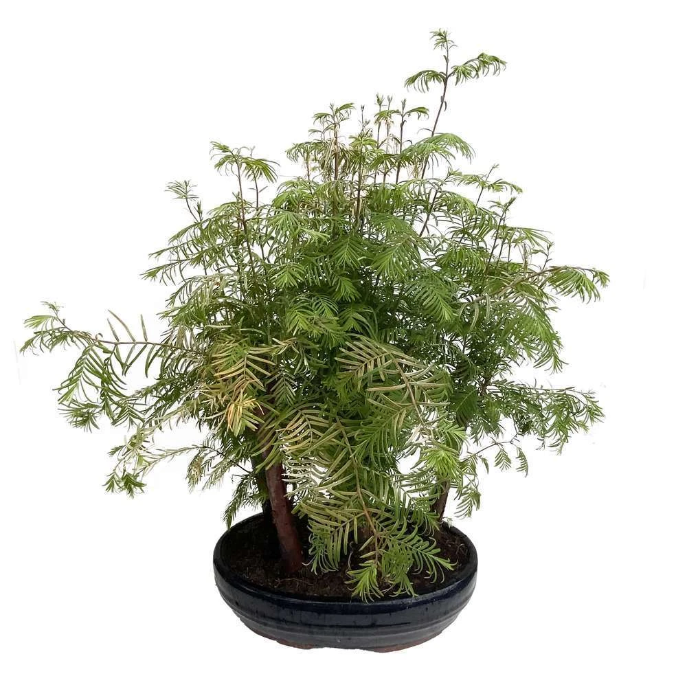 Bonsaï D'extérieur Avec Soucoupe, 10/12 Ans 3 Bonsaï D'extérieur Avec Soucoupe, 10/12 Ans