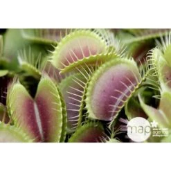 Attrape-mouches : Ø12cm, Pot -Einhell Boutique 85271 001