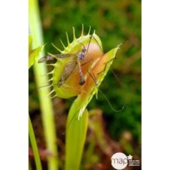 Attrape-mouches : Ø12cm, Pot -Einhell Boutique 85271 003