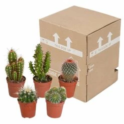 Cactus, Box De 5 Plantes - H8cm, ø5,5cm - Plantes D'intérieur -Einhell Boutique 855b4e225476998c