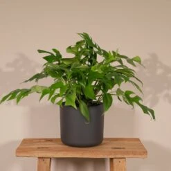 Monstera Minima - H25cm, ø15cm - Plante D'intérieur -Einhell Boutique 85c114af1a9f4330