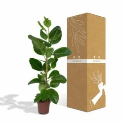 Ficus Altissima - H85cm, ø21cm - Grande Plante D'intérieur -Einhell Boutique 86f7d577990ab096