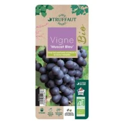 Vigne Muscat Bleu : AB Pot 3L -Einhell Boutique 872146 003