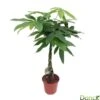 Pachira Aquatica:Tige Tressée H80 Cm Pot D19 Cm -Einhell Boutique 873307 002