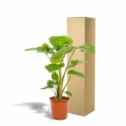 Alocasia Portodora - H80cm, ø21cm - Grande Plante D'intérieur -Einhell Boutique 876e0d46a2b6ed89