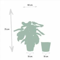 Calathea Médaillon Et Son Panier Naturel - H65cm, ø19cm - Plante D'intérieur -Einhell Boutique 88aeffa7f615bfa9