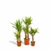 Yucca X3 - Grandes Plantes D'intérieur -Einhell Boutique 8943f49ccd3eb579