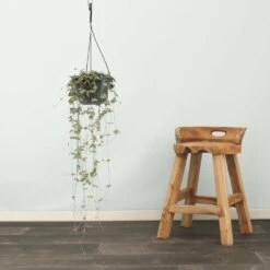 Ceropegia Iris - H50cm, ø14cm - Plante D'intérieur Tombante -Einhell Boutique 8964748a0fcadfdb