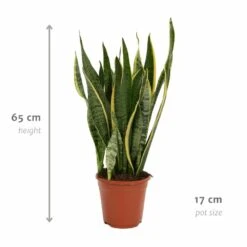 Sansevieria Laurentii - H65cm, ø17cm - Plante D'intérieur Sans Entretien -Einhell Boutique 8b83ee9599ade551