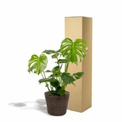 Delicious Monstera Et Son Panier Noir - H80cm, ø21cm - Plante D'intérieur -Einhell Boutique 8db70039d6a4af95