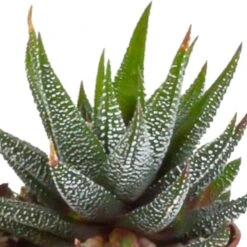 Gasteria, Haworthia, Box De 5 Plantes - H12cm, ø5,5cm - Plantes D'intérieur -Einhell Boutique 8f6303b2df7c9f36
