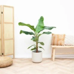 Bananier Xxl - H150cm, ø30cm - Très Grande Plante D'intérieur -Einhell Boutique 8f989580a5a93136