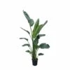 Strelitzia Nicolai Xxl - H210cm - Très Grande Plante D'intérieur