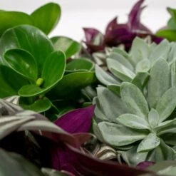 Box 3 Plantes D'intérieur - H20cm, ø12cm - Plantes D'intérieur -Einhell Boutique 9049621b9f88d4c4