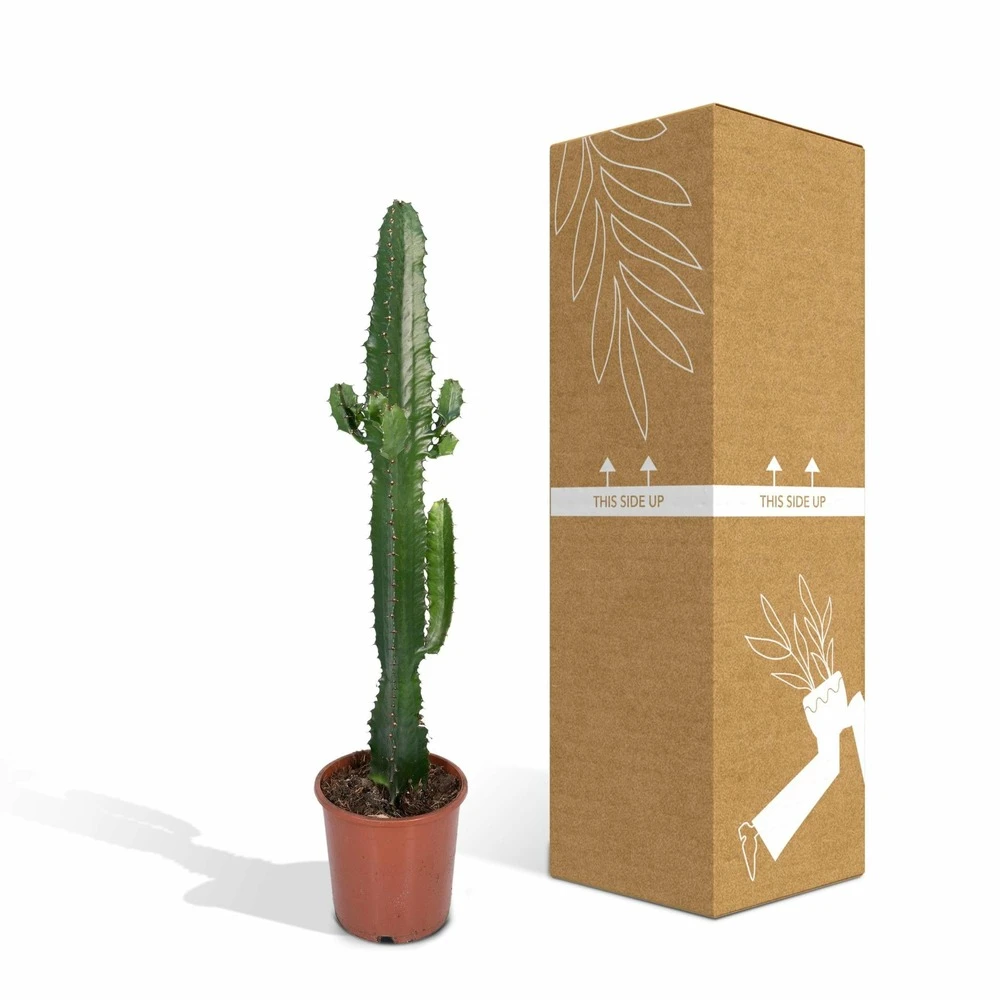 Euphorbia Acrurensis - H50cm, ø17cm - Grande Plante D'intérieur 7 Euphorbia Acrurensis - H50cm, ø17cm - Grande Plante D'intérieur – Image 5