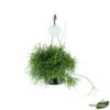 Rhipsalis Oasis, Suspension D17cm -Einhell Boutique 908707 001