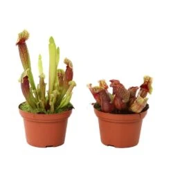 Sarracenia Mix Pot D12cm -Einhell Boutique 908892 001