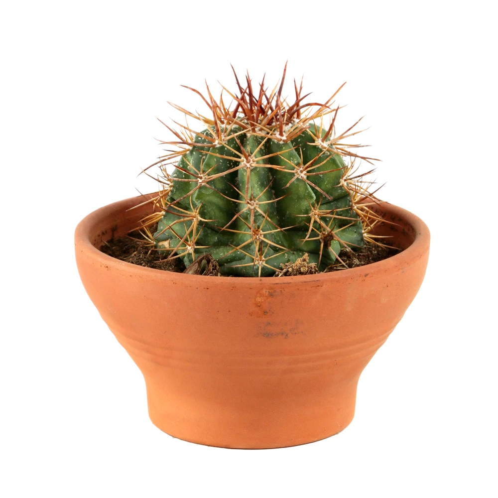 Cactus: Coupe D15cm 3 Cactus: Coupe D15cm