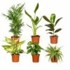 Box Suprise X6 - Plantes D'intérieur -Einhell Boutique 93a455c4678b46e6