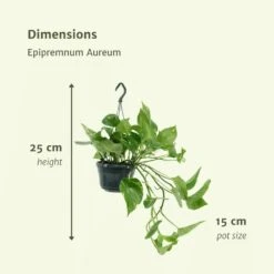 Epipremnum Aureum Scindapsus X2 - H25cm, ø15cm - Plante D'intérieur -Einhell Boutique 93ca32c9cb6f13ca