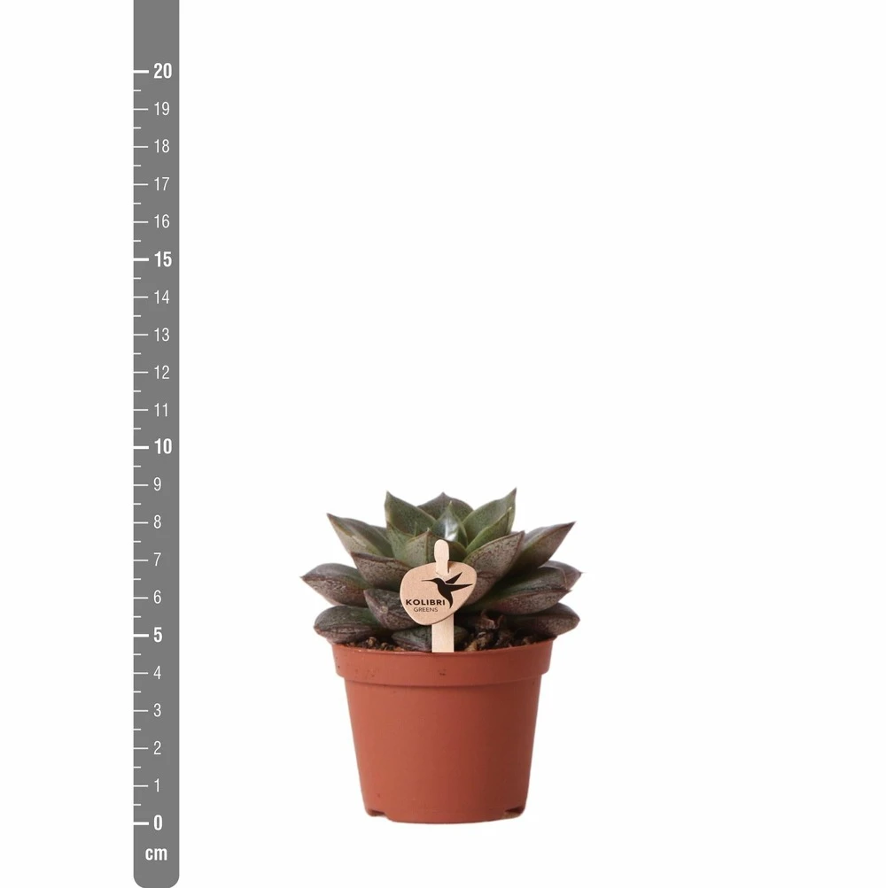 Echeveria Purpusorum - H9cm, ø6cm - Plante D'intérieur 6 Echeveria Purpusorum - H9cm, ø6cm - Plante D'intérieur – Image 4