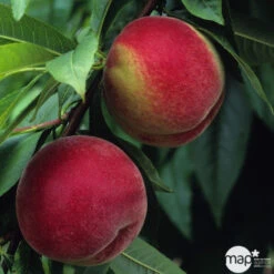 Pêcher à Chair Blanche Amsden, Bio, Gobelet -Einhell Boutique 952755 1774732