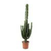Euphorbe Erythrea : Pot Ø27 Cm -Einhell Boutique 953625 002