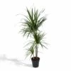Dracaena Marginata - H115cm, ø21cm - Très Grande Plante D'intérieur -Einhell Boutique 95964dc454fd3161