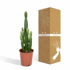 Euphorbia Acrurensis - H80cm, ø24cm - Grande Plante D'intérieur -Einhell Boutique 961446c69616177c