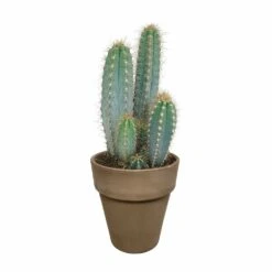 Pilosocereus Azureus Et Son Cache-pot Marron - H40cm, ø17cm - Plante D'intérieur -Einhell Boutique 963343ed4487e29a