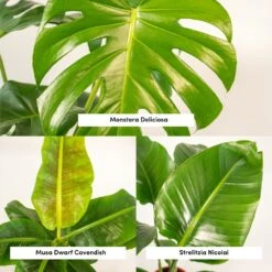 Monstera Deliciosa, Bananier Musa, Strelitzia Nicolai - Grandes Plantes D'intérieur -Einhell Boutique 964644ac6b97da9d