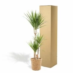 Dracaena Et Son Panier Naturel - H120cm, ø21cm - Très Grande Plante D'intérieur 11 Dracaena Et Son Panier Naturel - H120cm, ø21cm - Très Grande Plante D'intérieur -Einhell Boutique 966c502bf27294de