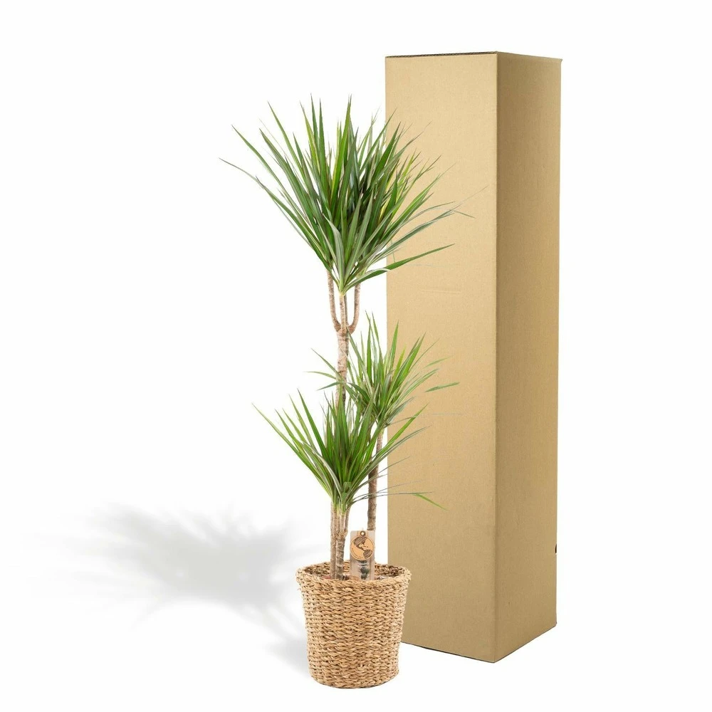 Dracaena Et Son Panier Naturel - H120cm, ø21cm - Très Grande Plante D'intérieur 7 Dracaena Et Son Panier Naturel - H120cm, ø21cm - Très Grande Plante D'intérieur – Image 5