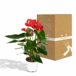 Anthurium Rouge - H40cm, ø12cm - Plante D'intérieur 11 Anthurium Rouge - H40cm, ø12cm - Plante D'intérieur -Einhell Boutique 972096c3ef4e7808