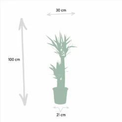 Yucca Xl - H100cm, ø21cm - Très Grande Plante D'intérieur -Einhell Boutique 97739a3d99bac8dd